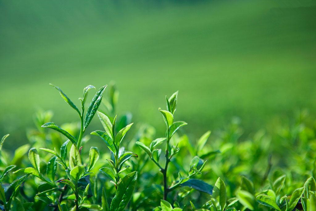 紫砂壶图片：如何一眼看出茶的品级高低？ - 美壶网