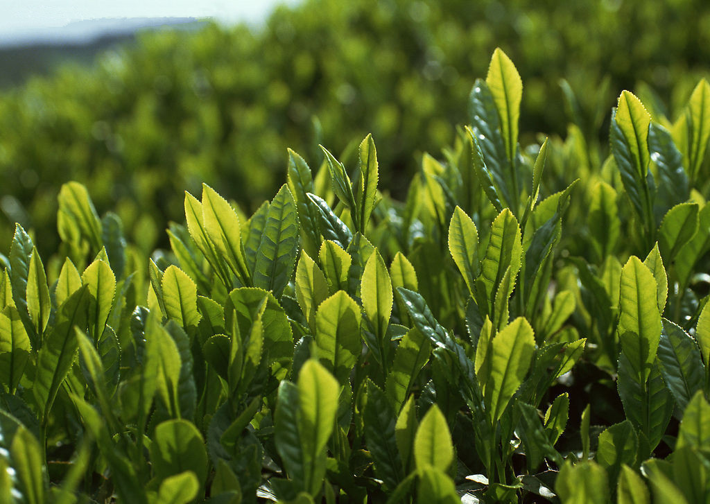 紫砂壶图片：如何辨认春茶、夏茶、秋茶——茶叶知识 - 美壶网