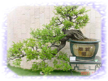 紫砂壶图片：中国盆景欣赏及制作之一 - 美壶网