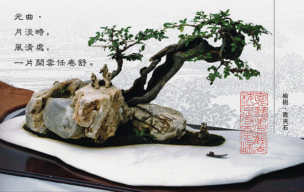 紫砂壶图片：中国盆景欣赏及制作之一 - 美壶网