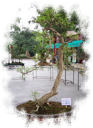 紫砂壶图片：中国盆景欣赏及制作之三 - 美壶网