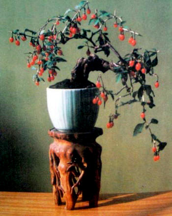 紫砂壶图片：中国盆景欣赏及制作之三 - 美壶网