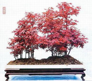 紫砂壶图片：中国盆景欣赏及制作之四 - 美壶网
