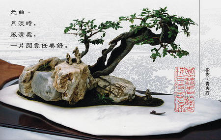 紫砂壶图片：中国盆景欣赏及制作之四 - 美壶网