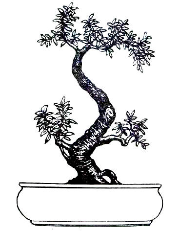 紫砂壶图片：中国盆景欣赏及制作之五 - 美壶网
