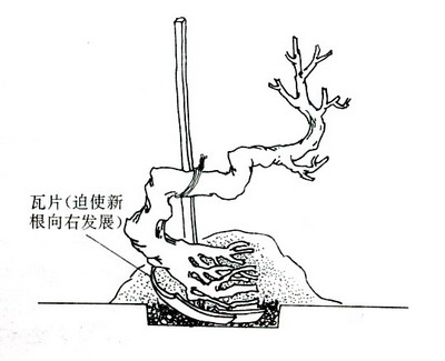 紫砂壶图片：中国盆景欣赏及制作之七 - 美壶网