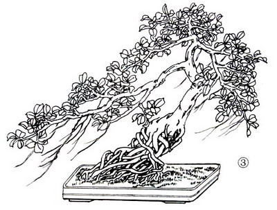 紫砂壶图片：中国盆景欣赏及制作之七 - 美壶网