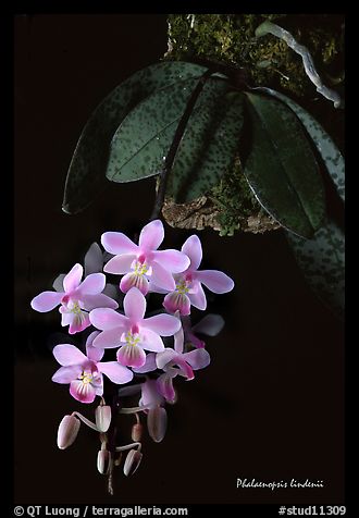紫砂壶图片：美壶网