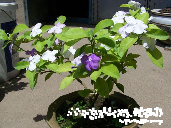 紫砂壶图片：茉莉花图片欣赏 - 美壶网