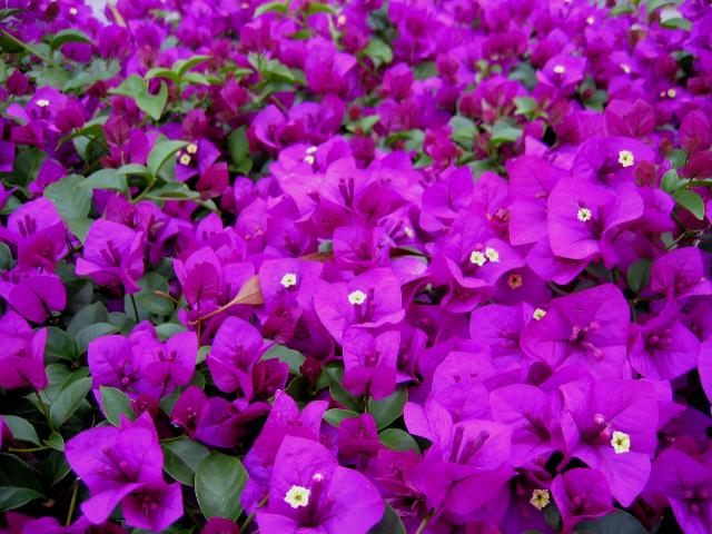 紫砂壶图片：茉莉花图片欣赏 - 美壶网