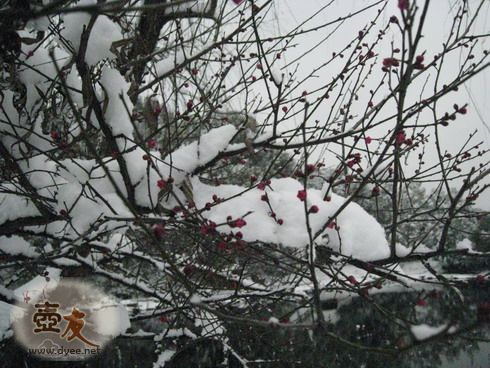 紫砂壶图片：阳光夜话之雪夜聚友品岩韵 - 美壶网